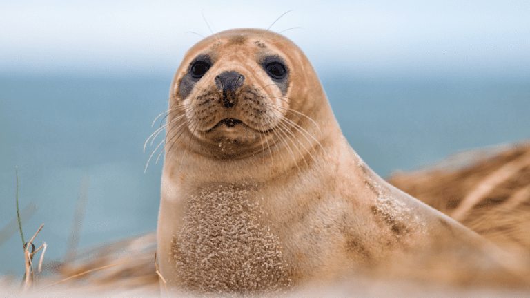 Mother Nature’s Medicine: Wonderful Wildlife in Cornwall