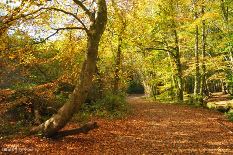 Awe-Inspiring Autumn Walks in the Heart of Cornwall