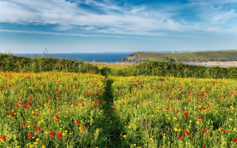 Spectacular Spring Staycations in Newquay (Visit Newquay)